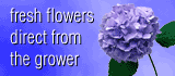 The Freshest Flowers on the Web!